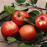 Apples: Main Image