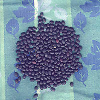 Black Beans: Main Image