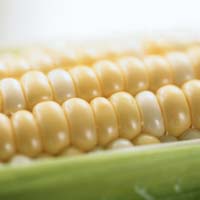 Corn: Main Image
