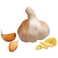 Garlic: Main Image