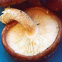 Shiitake Mushrooms: Main Image