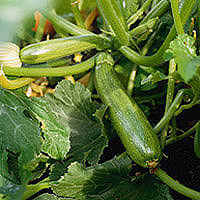 Zucchini: Main Image