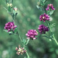 Alfalfa : Main Image