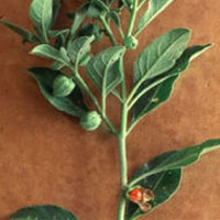 Ashwagandha: Main Image