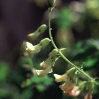 Astragalus: Main Image