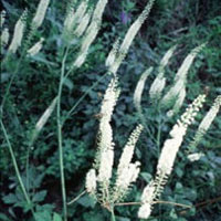 Black Cohosh: Main Image