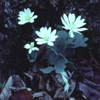 Bloodroot: Main Image