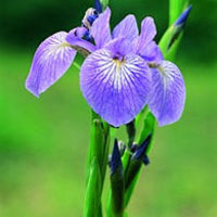 Blue Flag: Main Image