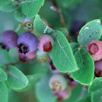 Blueberry: Main Image