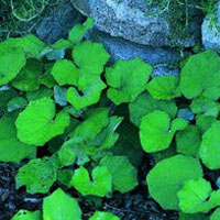 Coltsfoot: Main Image
