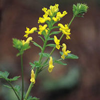 Corydalis: Main Image