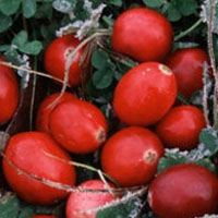 Cranberry: Main Image