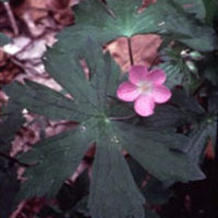 Cranesbill: Main Image