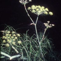 Fennel: Main Image