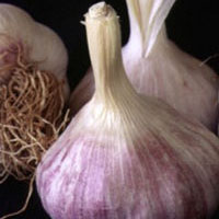 Garlic: Main Image