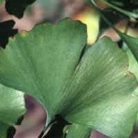 Ginkgo: Main Image