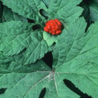 Goldenseal: Main Image