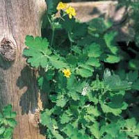 Greater Celandine: Main Image