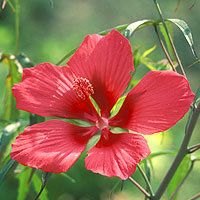 Hibiscus: Main Image