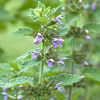Black Horehound: Main Image