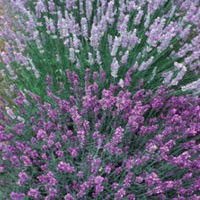 Lavender: Main Image