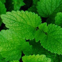 Lemon Balm: Main Image