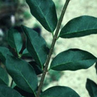 Ligustrum: Main Image