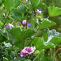 Mallow: Main Image
