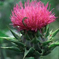 Milk Thistle: Main Image