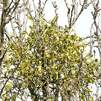 Mistletoe: Main Image