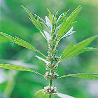 Motherwort: Main Image