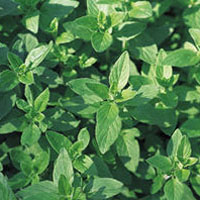 Oregano/Wild Marjoram: Main Image