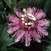 Passion Flower: Main Image