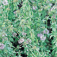 Pennyroyal: Main Image