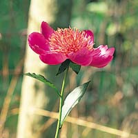 Peony: Main Image