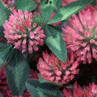 Red Clover: Main Image