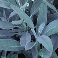 Salvia: Main Image