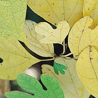 Sassafras: Main Image