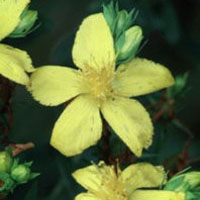 St. John’s Wort: Main Image