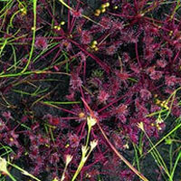 Sundew: Main Image