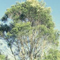 Tea Tree: Main Image