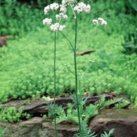 Valeriana: Main Image