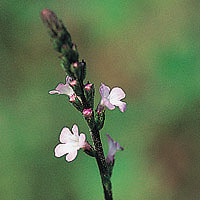 Vervain: Main Image