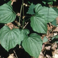 Wild Yam: Main Image