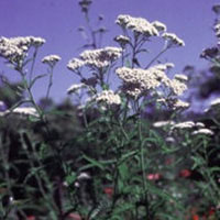 Yarrow: Main Image