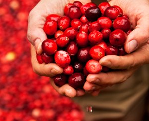 Cranberry Improves Common Male Problem
: Main Image