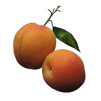 Apricots: Main Image