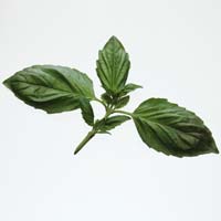 Basil: Main Image