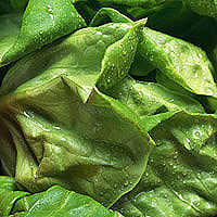 Bibb Lettuce: Main Image