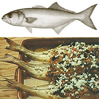 Bluefish: Main Image